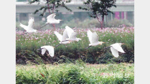 낙동강변의 백로