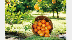  허리케인 ‘어마’에 美 플로리다 긴장… 오렌지 주스 가격 ‘껑충’