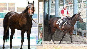 파워블레이드 vs 윔블던 “단거리 1인자 나야 나”