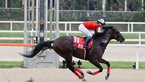 일본 경주마 ‘런던타운’, 코리아컵 와이어투와이어 우승