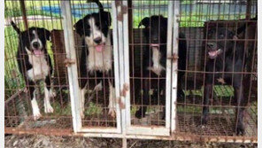 공원 산책 부부 덮친 멧돼지 사냥개들… “주인은 도망쳐”