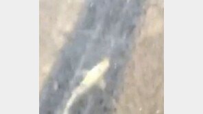 “도로에 물고기가 …” 참담한 부산 폭우 실시간 상황, 이거 실화냐?