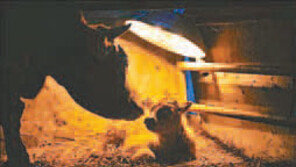 제10회 동물사랑 사진 공모전 입상작 발표