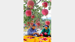 홍로 사과 수확 한창