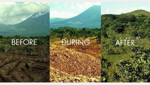 불에 탄 불모의 숲에 오렌지 껍질 1년 간 뿌렸더니…16년 후 울창한 숲으로