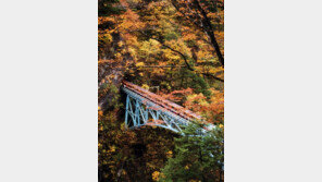 [여행, 나를 찾아서]올가을 日알펜루트의 ‘5색 향연’에 취해볼까 