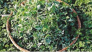 [한가위 남도의 情]해풍을 맞고 자란 거문도 해풍쑥으로 만든 찐개떡. 