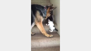 [대박! 이거 봤어?] 셰퍼드가 아기 고양이를 물어버린 이유는