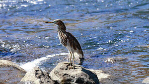 창원시 남천에서 희귀 철새 ‘흰날개해오라기’ 발견