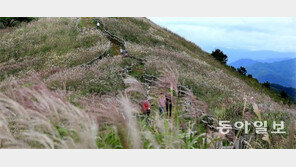 가을, 억새의 유혹