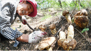 “반갑다, 송이버섯”