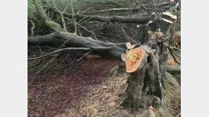 홧김에 밤나무 자른 60대 농부 벌금 1억6000만원…알고보니 200년 고목