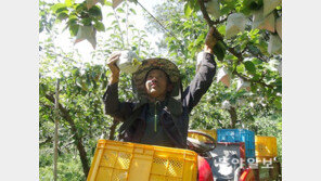 탐스럽게 익은 배 수확