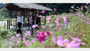 코스모스 피어 있는 길