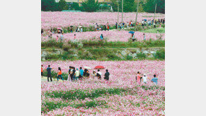 [웰컴 투 부울경]흐드러지게 핀 코스모스-메밀꽃  가을 향기에 흠뻑 취해볼까 