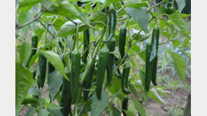 신선한 풋고추로 스트레스 날리고, 건강도 챙기고