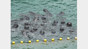 “日, 작살로 돌고래 숨구멍 찔러 척수 두 동강 내…1마리당 1억에 수출“