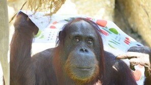 청소하는 오랑우탄 ‘집시’ 사망…“62세 추정, 세계 최고령”
