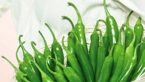 “일교차 심한 환절기엔 풋고추로 면역력 챙기세요”