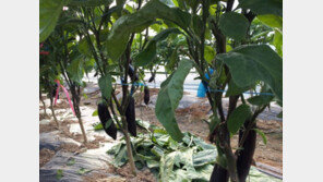 경기 여주시, 가지 브랜드 ‘여주 가지 금보라’ 출범