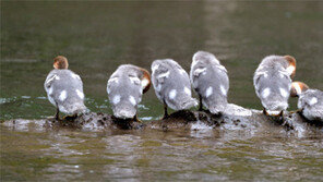 [책의 향기]백두산의 봄을 부르는 새, 호사비오리