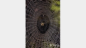 [책의 향기]새 밀레니엄 시리즈의 탄생… 짜릿한 긴장감 여전