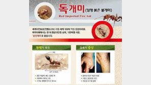 세계 100대 악성 ‘맹독성 붉은 독개미’ 부산에 등장…쏘일경우 호흡곤란 쇼크