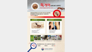 살인 개미  ‘붉은 독개미’ 확산 공포…물렸을 때의 조치 방법은?