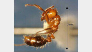 ‘살인 개미’ 외래 붉은불개미 뭐길래? 증상·대처 방법 살펴 보니…
