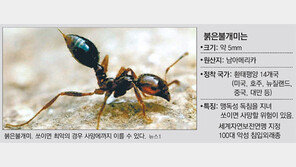 ‘살인 붉은불개미’ 국내유입 비상