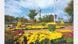 국화로 물든 속초시