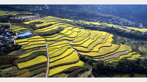 황금빛 물든 다랑논