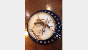 커피에 바퀴벌레·모기·전갈·지네가?…너무 리얼한 ‘3D 라떼아트’