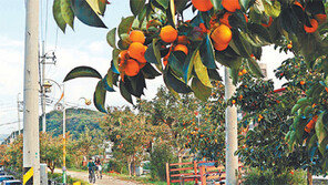 영동 감나무 가로수 주렁주렁