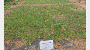 중금속 범벅 제련소 땅, 정화식물 심자 생명의 땅으로