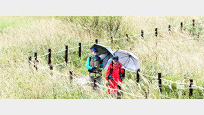 억새밭에 찾아온 ‘가을손님’