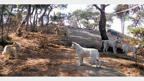 공포의 들개… 중성화 시술로 막는다