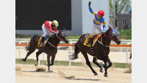 머리-팔 빼곤 멀쩡한 뼈 없지만, 첫 2000승 ‘기록의 사나이’ 박태종 기수