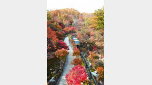 광주 화담숲, 단풍축제 기간 주말 사전예약제