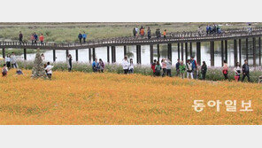 장성 황룡강 10억 송이 노란꽃 잔치