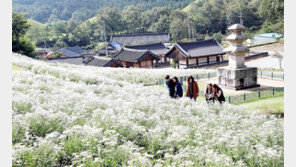 만개한 구절초 감상