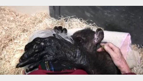 [영상]침팬지 마마, 죽기 일주일 전 인간 친구에게 마지막 인사 ‘감동’