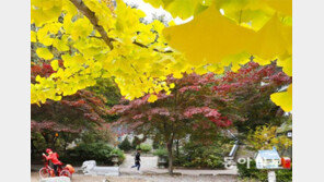 [Feeling]찬란한 정원의 가을