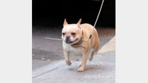 “문 열리자, 정강이를 ‘확’”…개에 물린 한일관 대표, 패혈증 사망