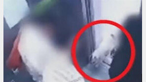 최시원 프렌치불독의 운명은? 미국의 경우 압류 또는 안락사도…