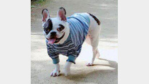 맹견 아니라도 물리면 죽을수 있다… ‘목줄 안한 반려견’ 공포