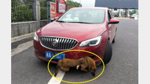 고속도로 달려 온 車 범퍼 틈에 살아있는 개가…어찌된 일?