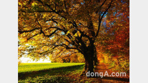  깊어가는 가을, 전국 단풍 명소서 가을의 낭만을 만끽하세요