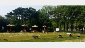 목줄·배변봉투 꼭!…‘펫티켓’ 아시나요?