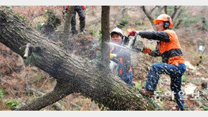 한라산국립공원 재선충병 방제 비상